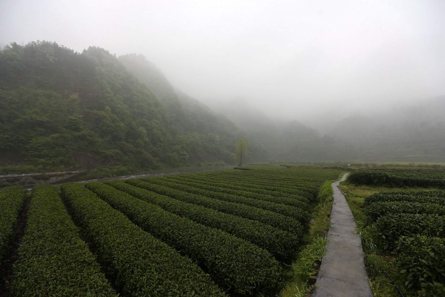 農(nóng)行重慶秀山支行通過公司、基地、農(nóng)戶支持當?shù)剞r(nóng)民走上脫民致富